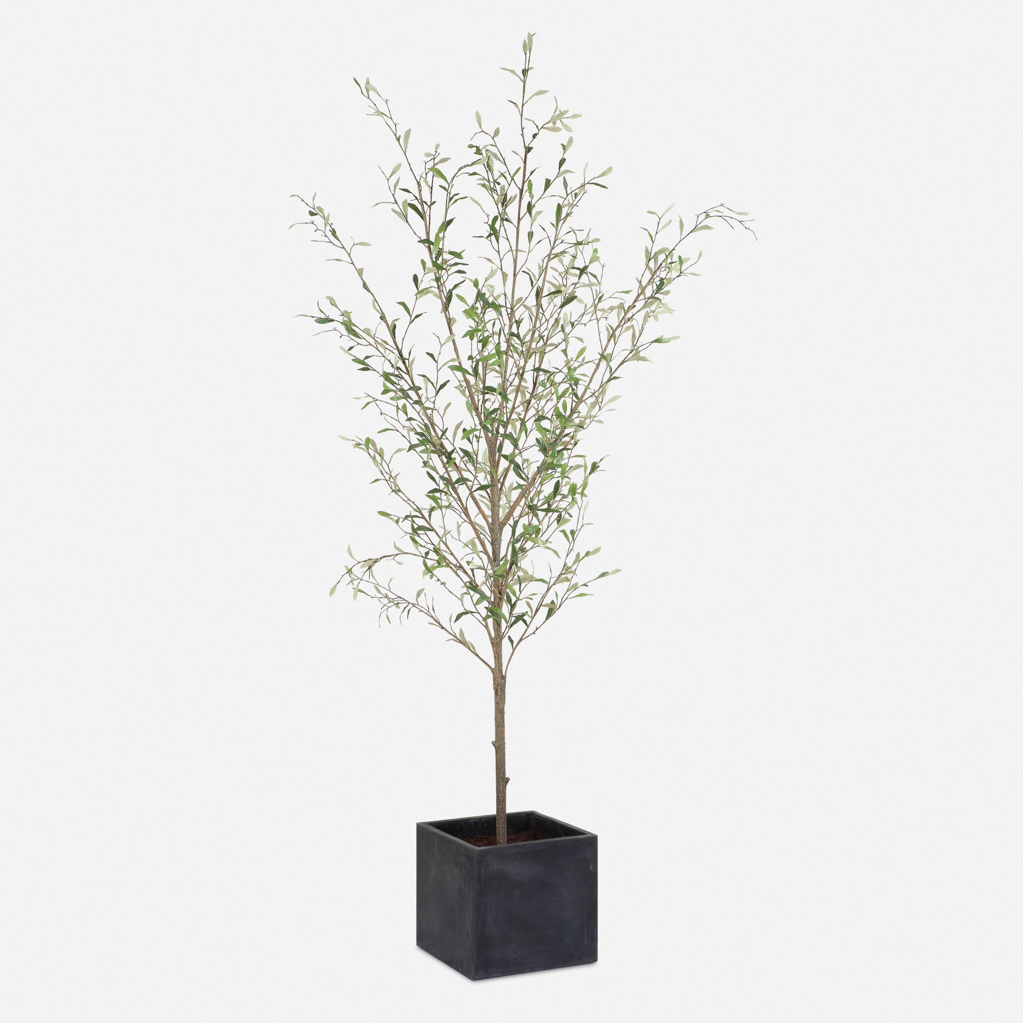 Abundance - Potted Olive Tree - Black