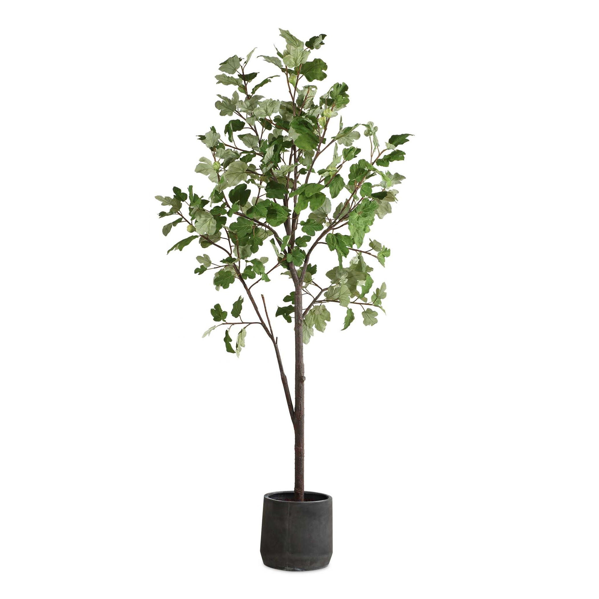 Eden - Potted Fig Tree - Green