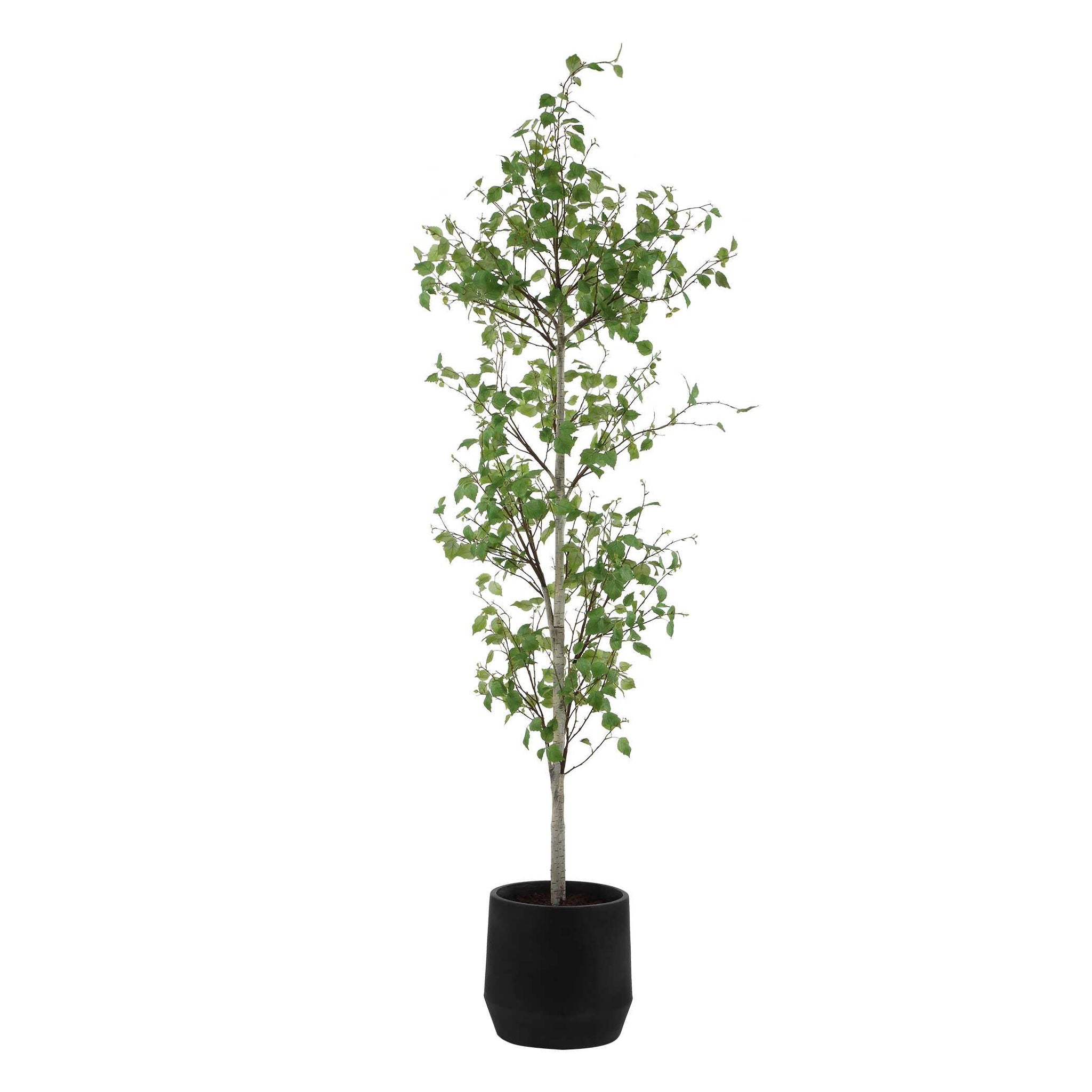 Boreal - Potted Birch Tree - Gray / Green