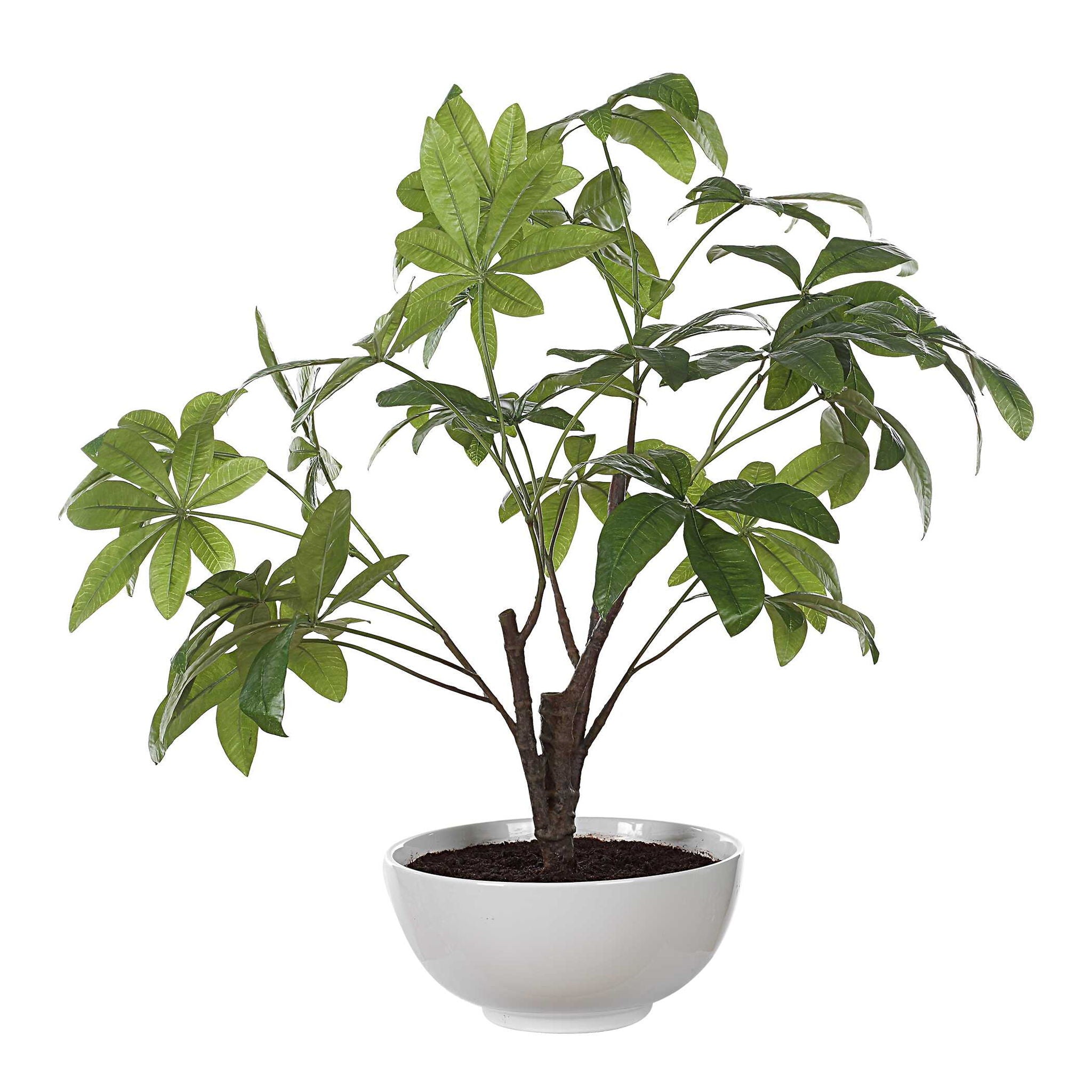 Pachira - Money Tree - White