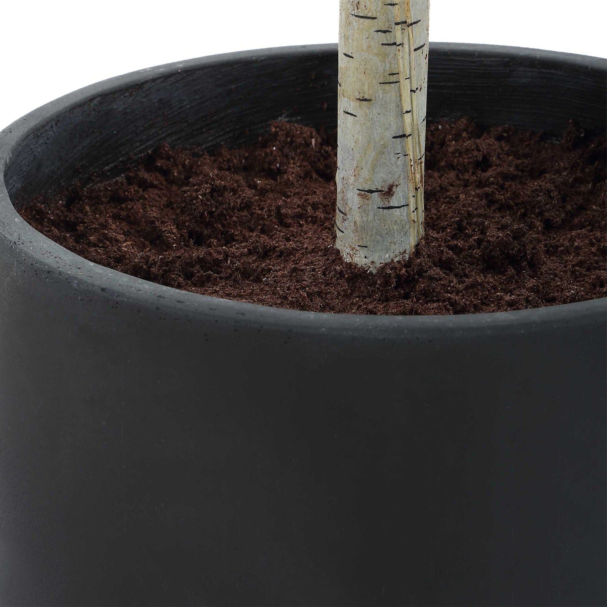 Boreal - Potted Birch Tree - Gray / Green