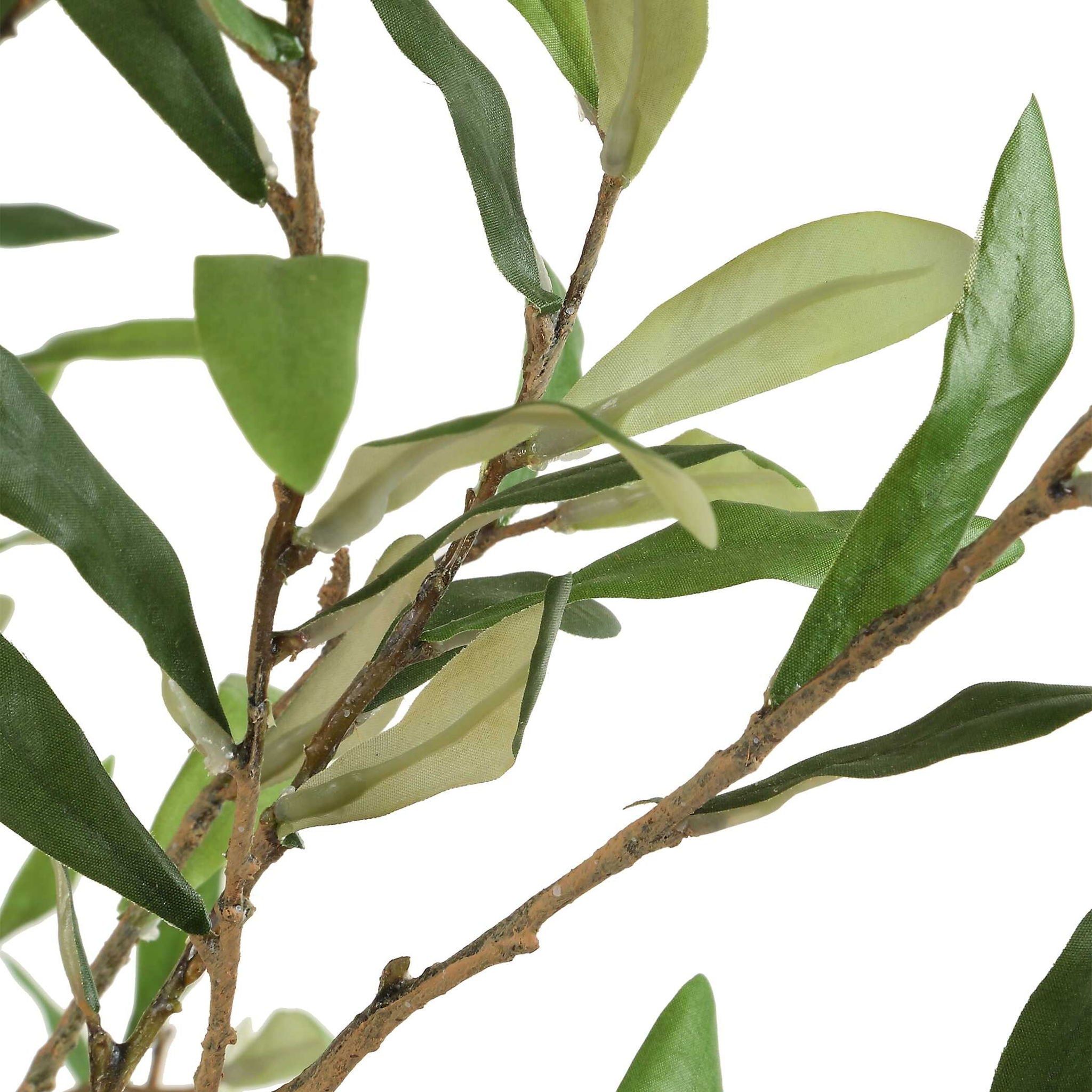 Abundance - Potted Olive Tree - Black