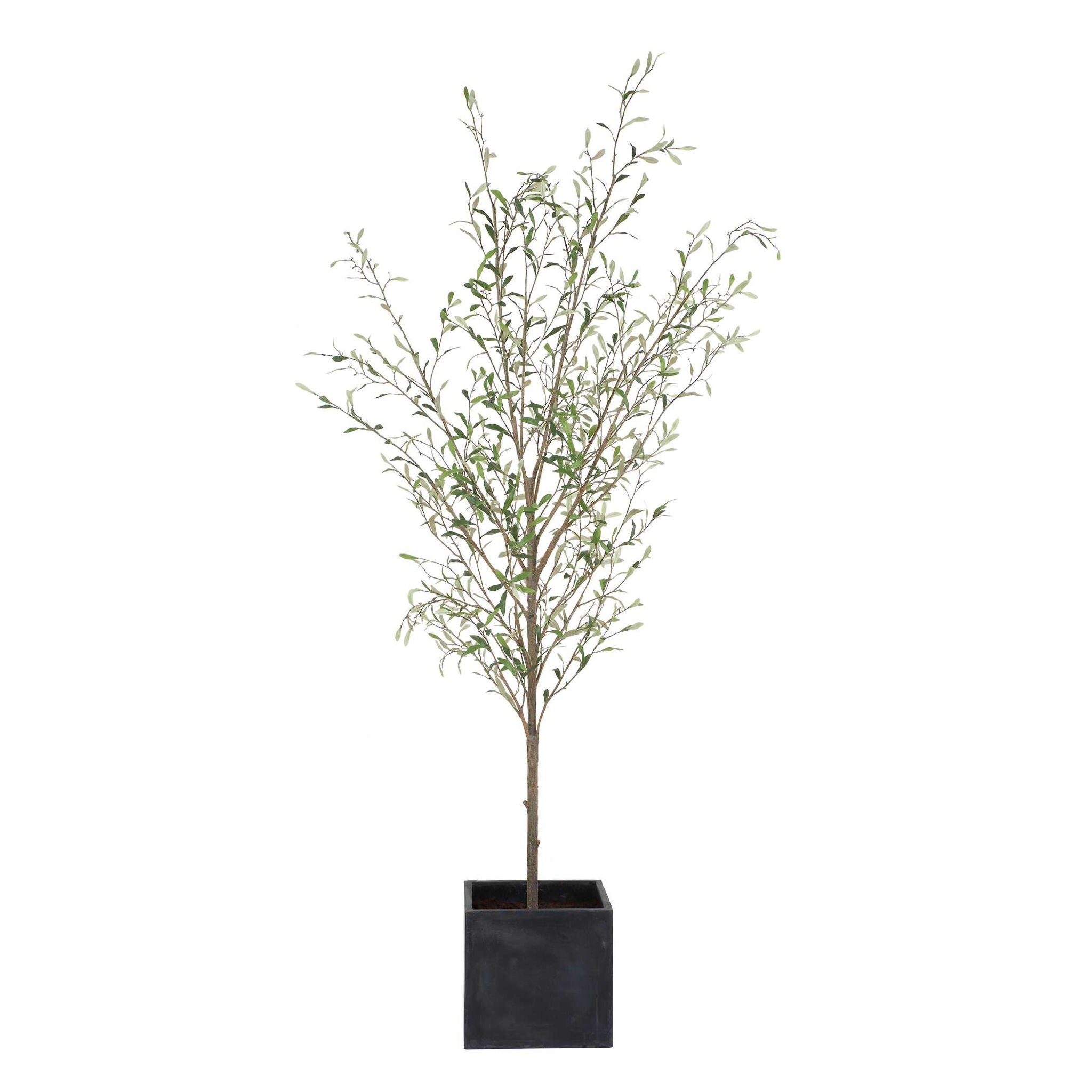 Abundance - Potted Olive Tree - Black
