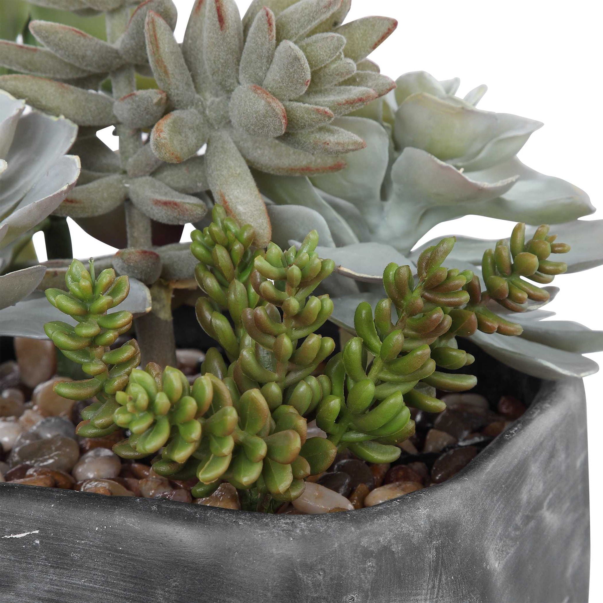 Alverio - Desert Garden Succulents - Pearl Silver