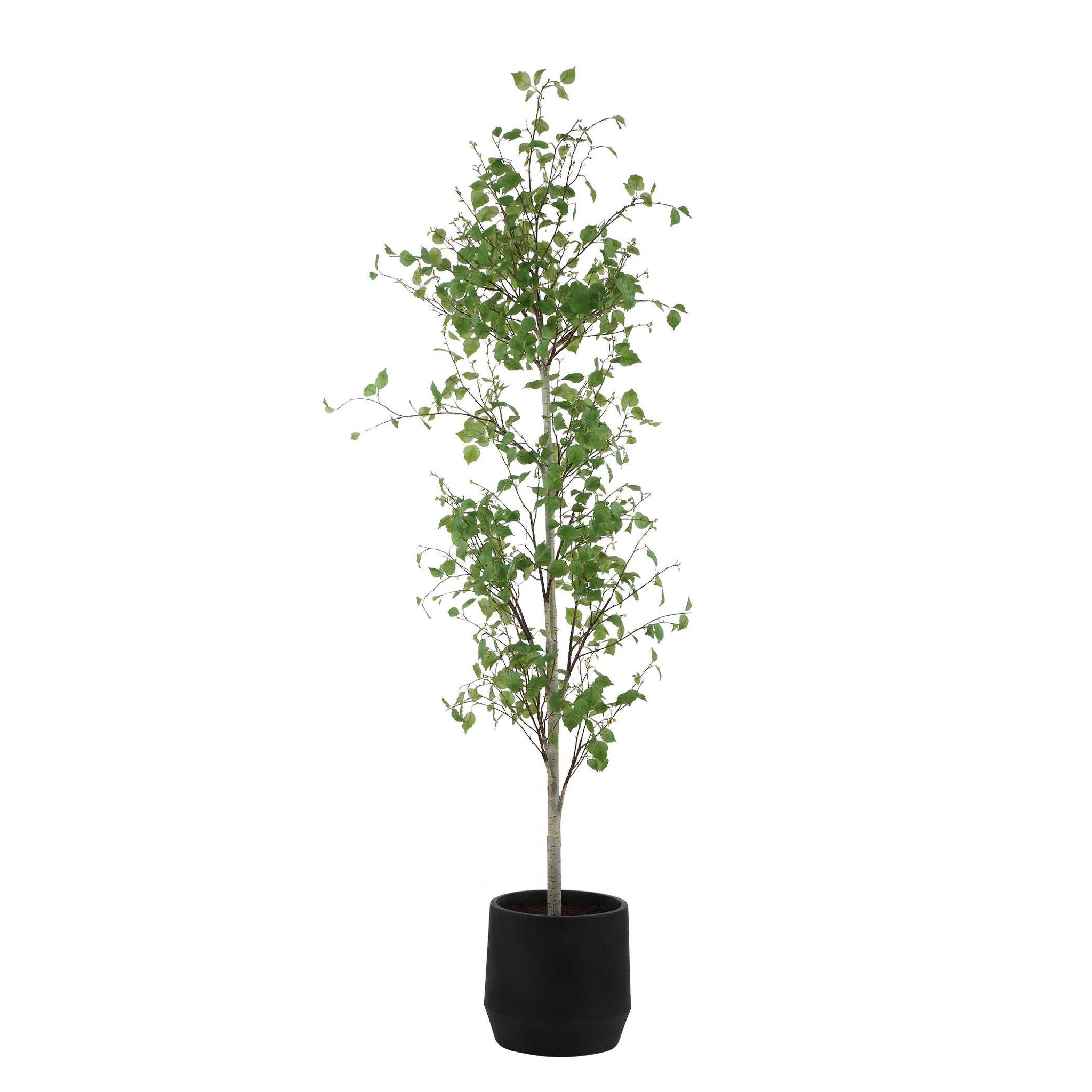 Boreal - Potted Birch Tree - Gray / Green
