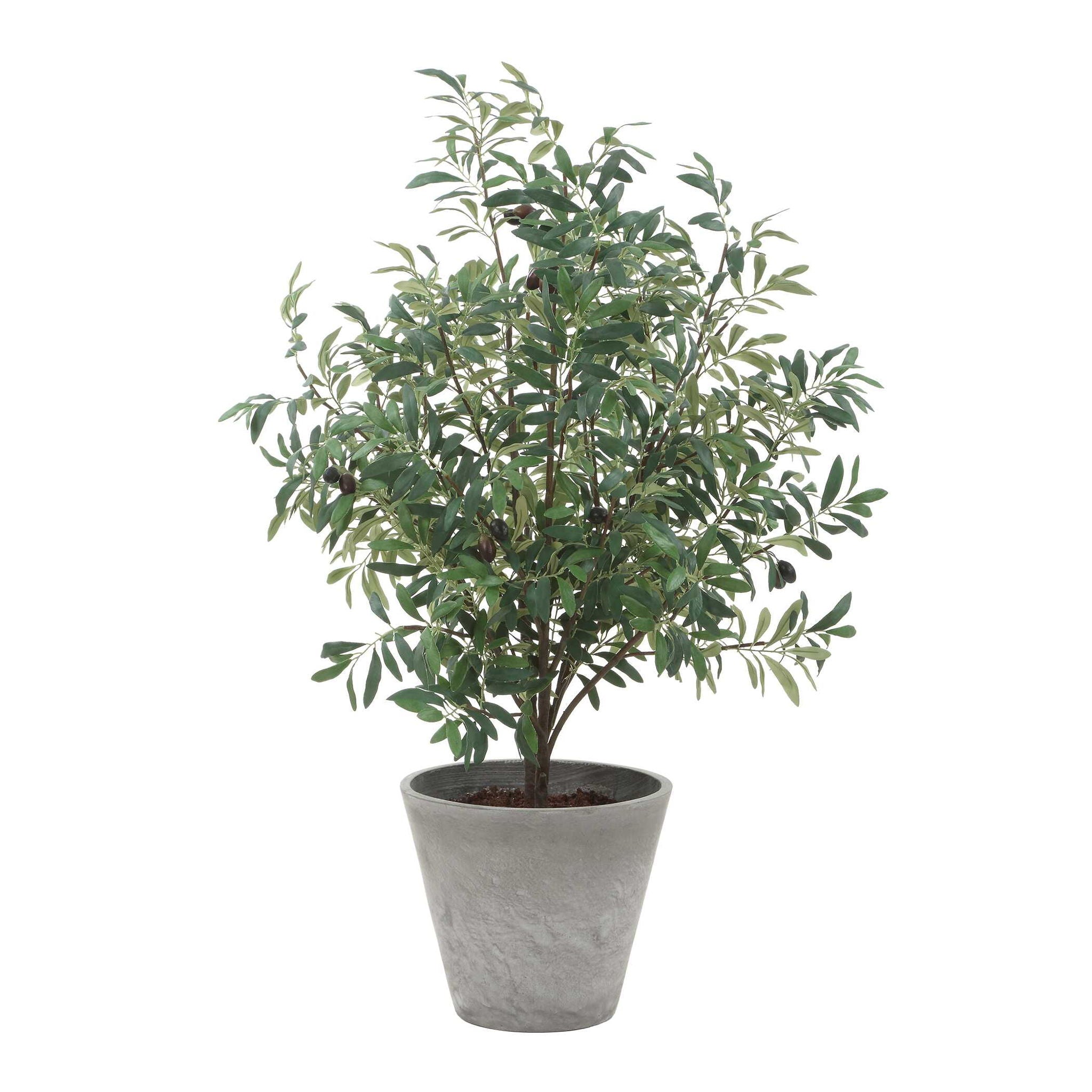 Marisol - Potted Olive Plant - Gray / Green