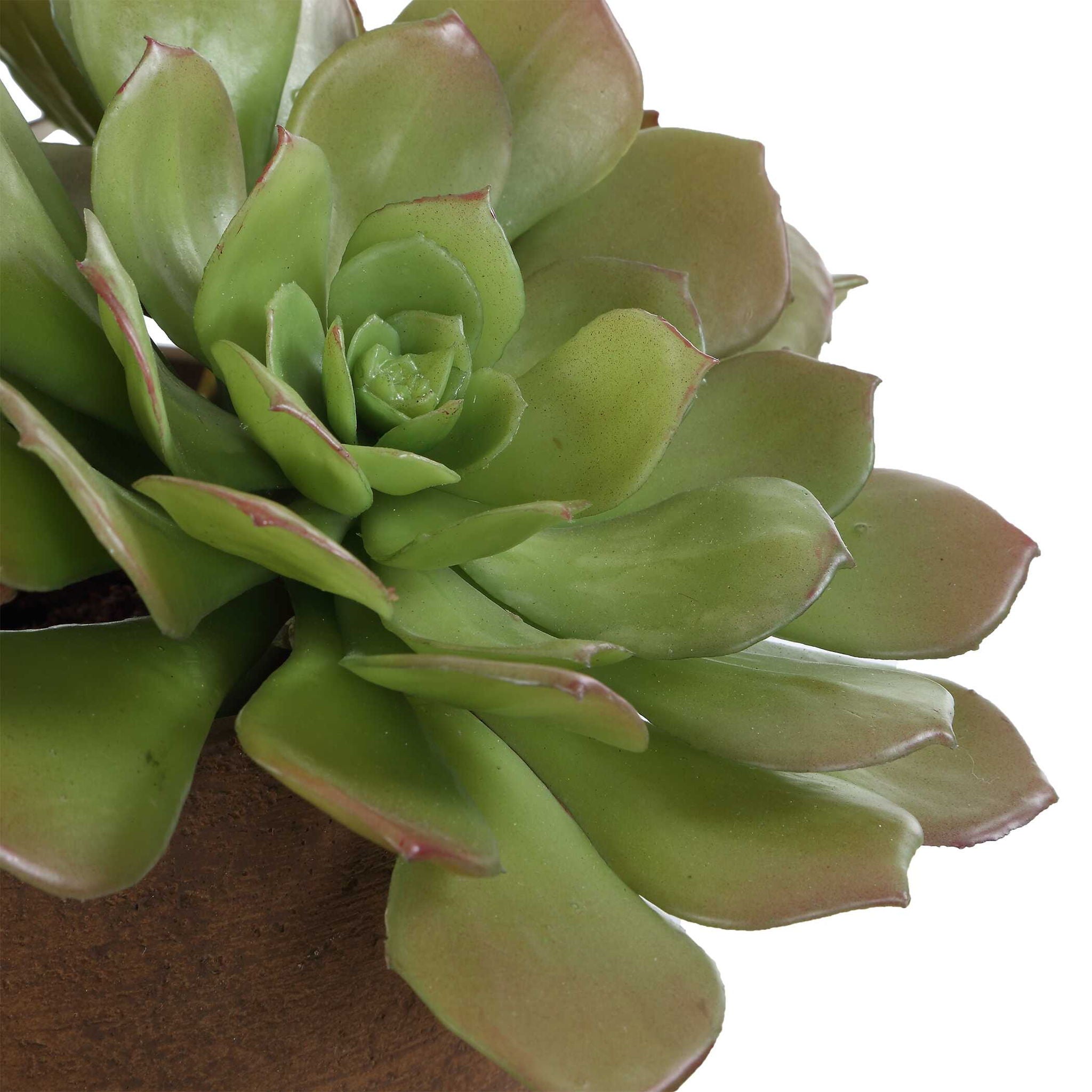 Sable Succulent - Accent In Pot - Brown / Green